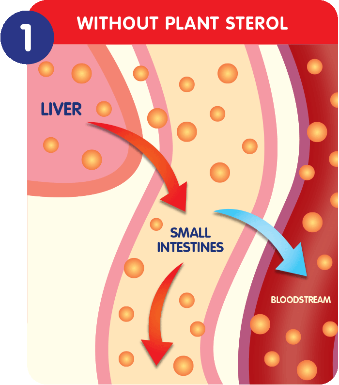 1 Without plant sterol